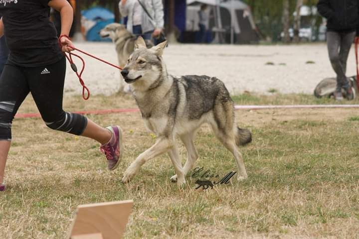 One more beauty De Luna Canis Lupus