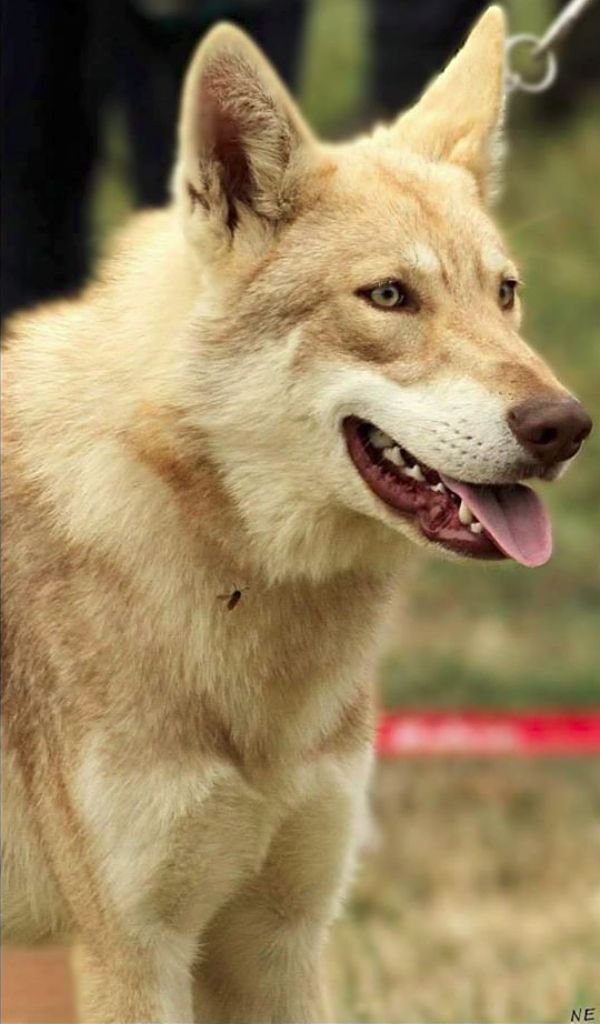 Overdose De Luna Canis Lupus